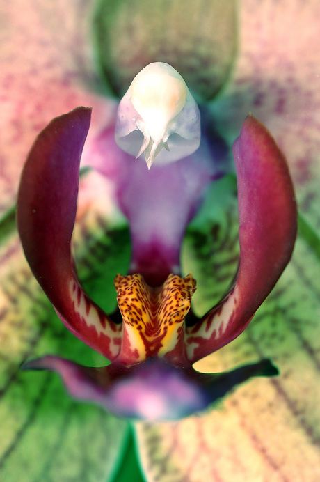 Orchidee in nieuwe kleuren