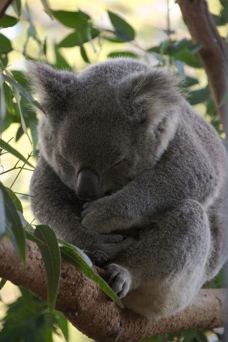 Koala in zen