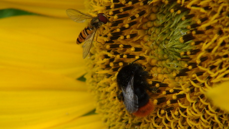 Zweefvlieg en Steenhommel op zonnebloem.JPG