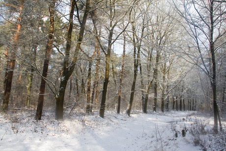 Bospad bij Groesbeek