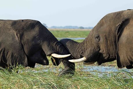 Botswana, Chobe NP, Olifanten begroeting