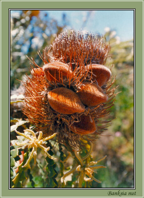 Banksia nut