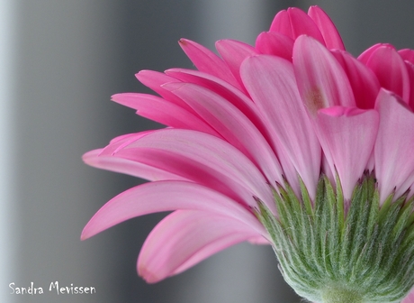 Gerbera bloem