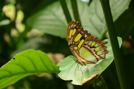 Een vlinder in de spotlight