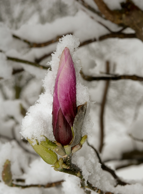 Voorjaar in sneeuw