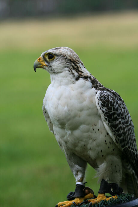 Buizerd