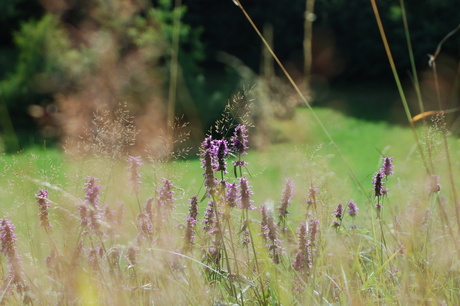 Serene rust in de natuur.