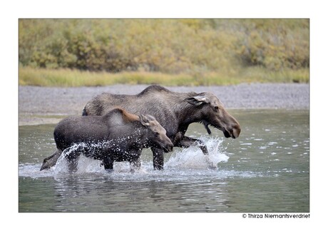 Moose Splash