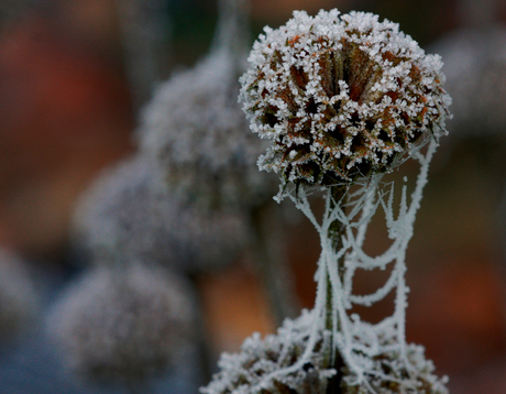 Winter macro