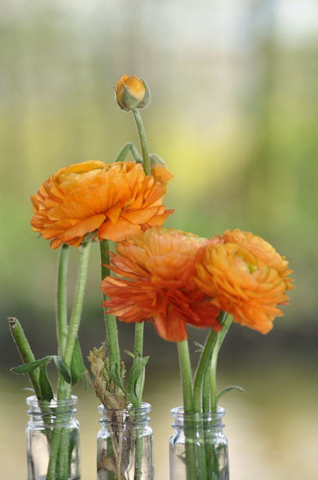 Oranje ranonkels