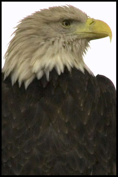 eagle1