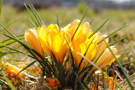 zon + bloemen = lente