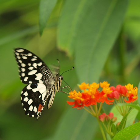 Papilio demoleus