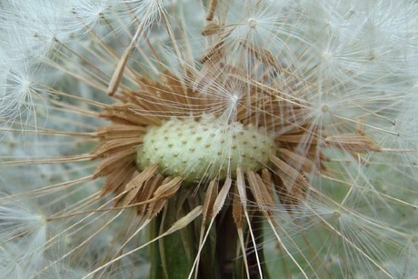 Paardenbloem