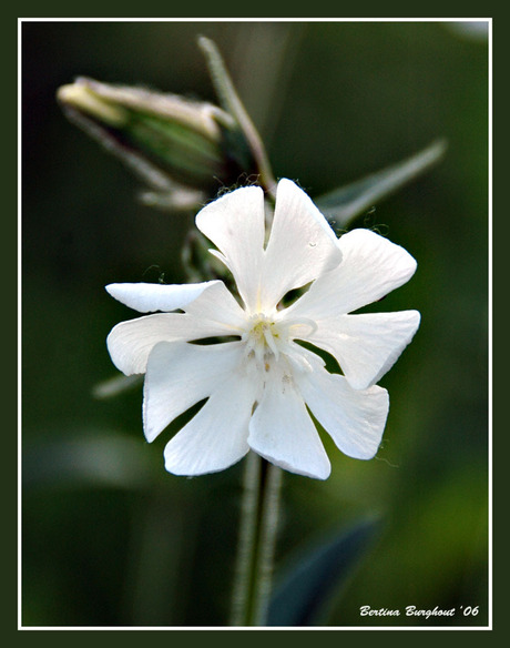 Wit bloemetje