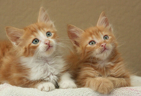 Turkse angora kittens