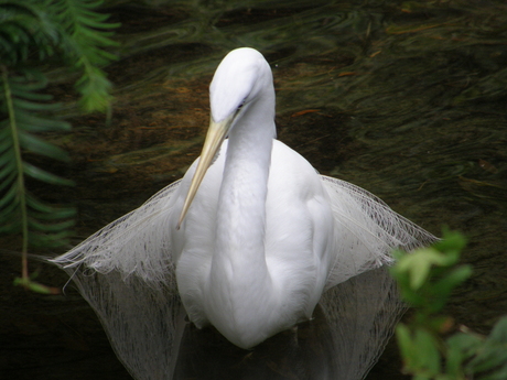 zilverreiger