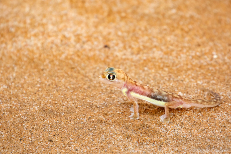 Woestijngekko (Ppachydactylus rangei)