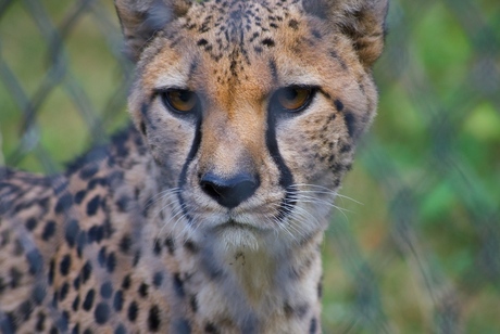 Leopard in Planckendael