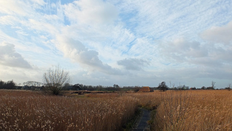 Rietland met veenschuur