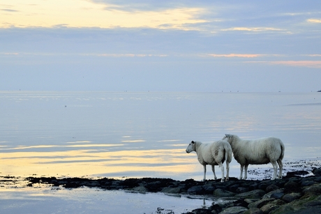 Ik zag twee schapen pootje baden...