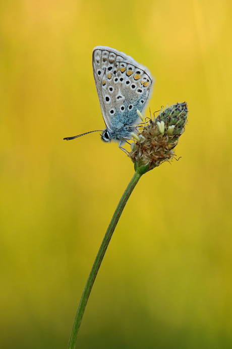 Yellow and Blue