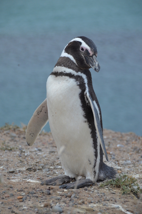 Argentijnse pinguin