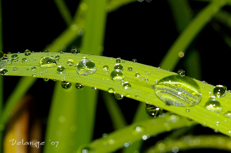 Regen op gras