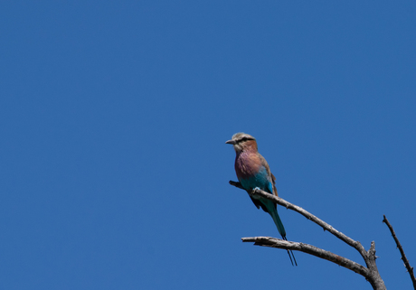 Lilac-breasted Roller