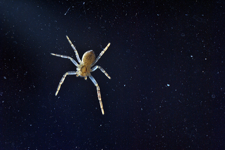Space Spider