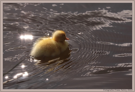Little duckie 2