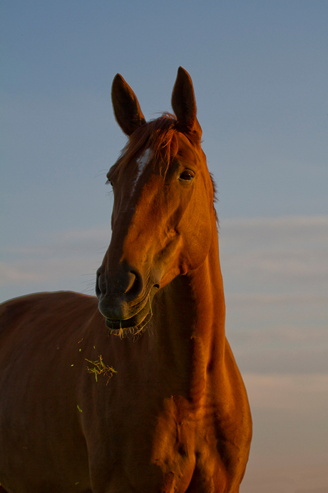 Paard in ondergaande zon