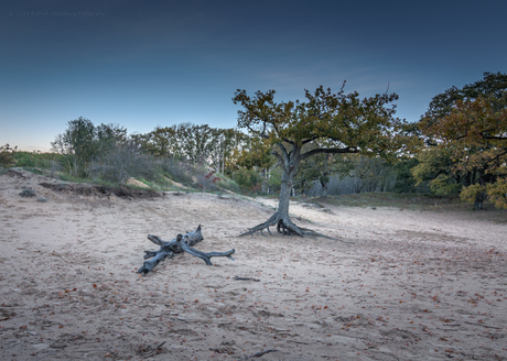 ochtend in Kennemerland