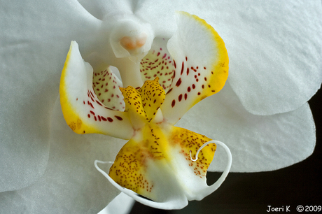 Orchidee