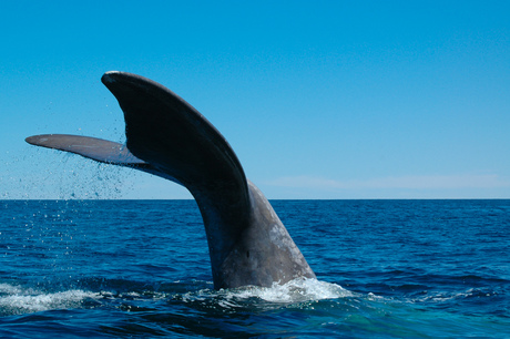 Southern right whale