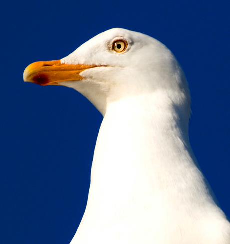 Meeuw in Oban