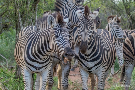 lachende zebra's