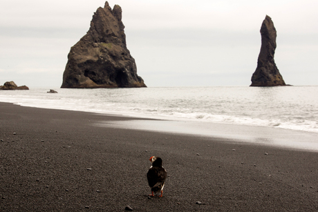 Papagaaiduiker op strand