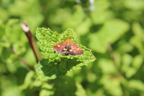 Vlinder op muntblad