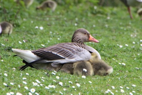 Onder moeders vleugel