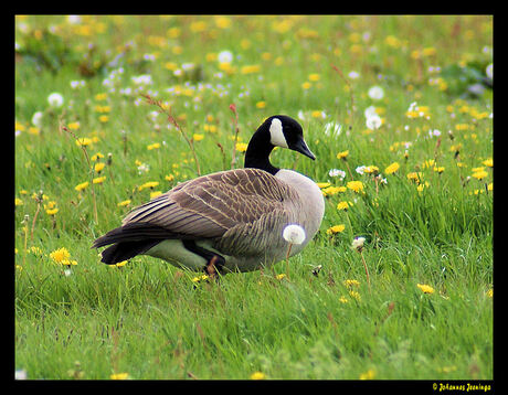 Grote Canadese Gans