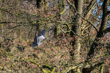 Blauwe Reiger