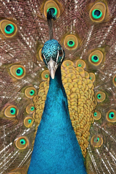 Peacock