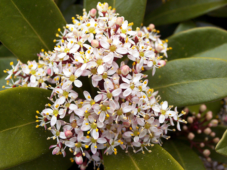 Skimmia volop in de bloei