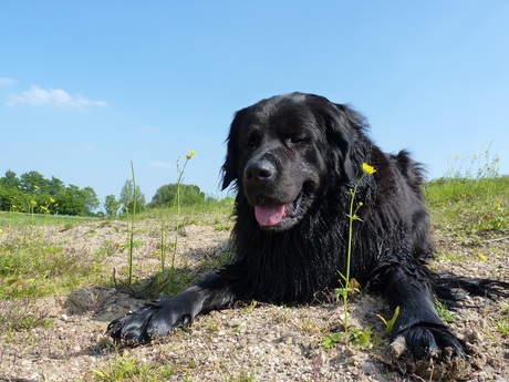 mijn hond diesel