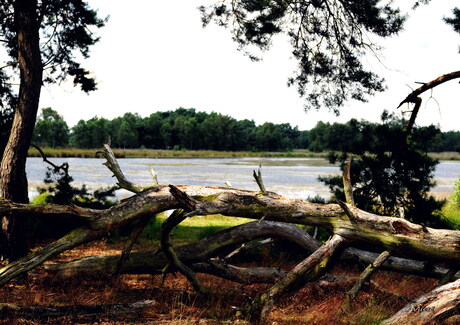 puur - natuur