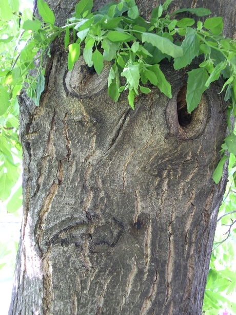 tree with a face