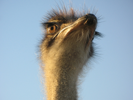 Eigenwijze struisvogel