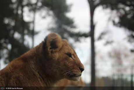 Koning van de Jungle