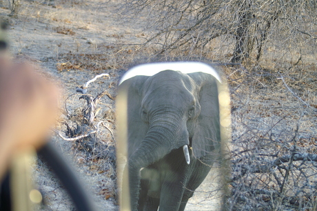 olifant achtervolging